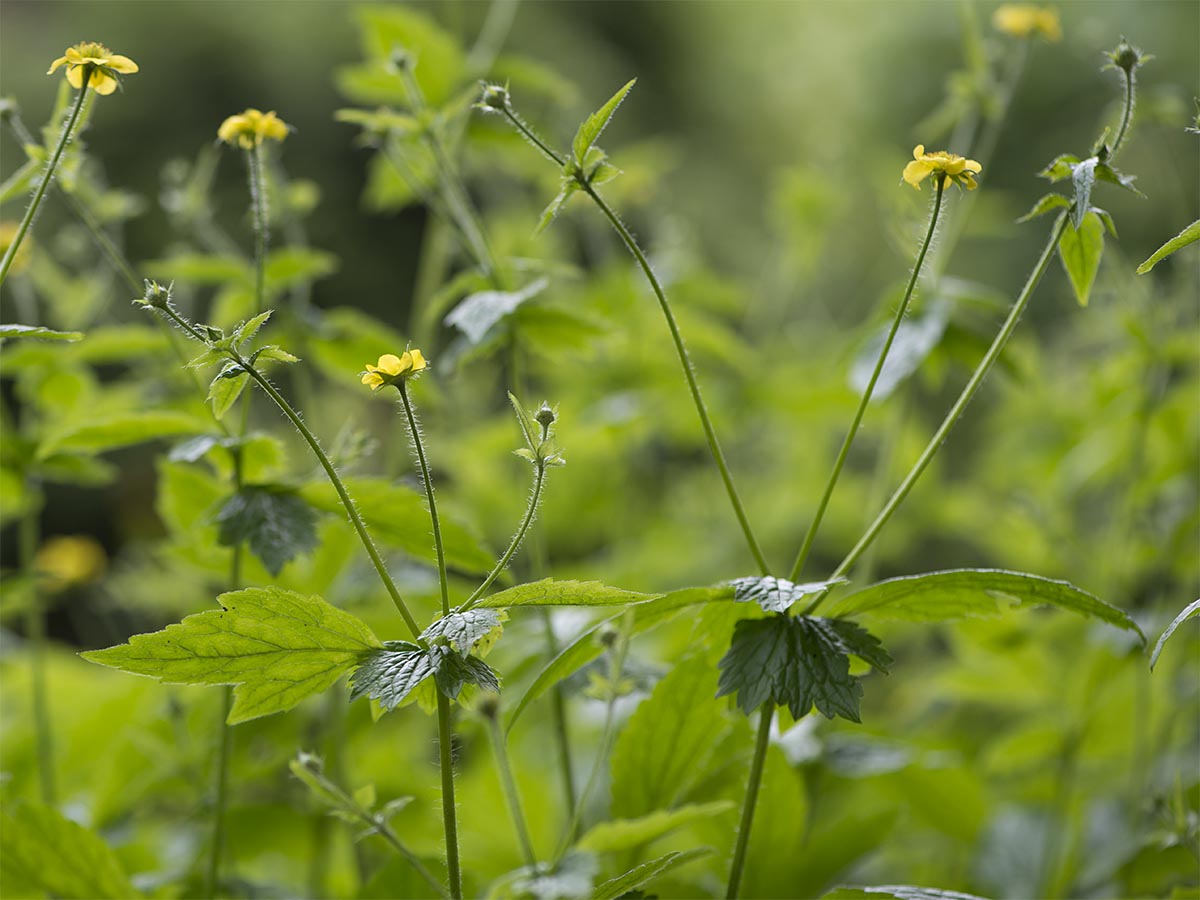 Geum urbanum